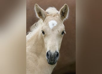 Azteca, Merrie, 2 Jaar, 158 cm, Palomino
