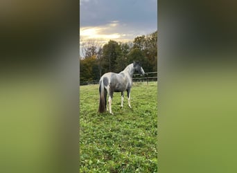 Azteca, Merrie, 2 Jaar, 161 cm, Gevlekt-paard