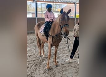 Azteca Mix, Merrie, 5 Jaar, 146 cm, Vos