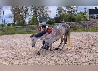Azteca, Merrie, 6 Jaar, 156 cm, Appelschimmel