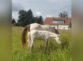 Azteca, Merrie, veulen (04/2024), 153 cm, Perlino