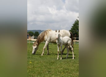 Azteca, Merrie, veulen (04/2024), 153 cm, Perlino