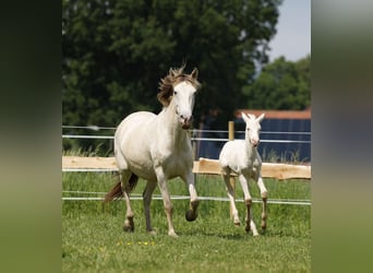 Azteca, Merrie, veulen (04/2024), 153 cm, Perlino