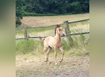 Azteca, Merrie, Veulen (05/2025), 158 cm, Red Dun