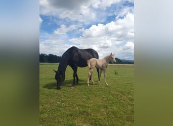 Azteca, Merrie, veulen (05/2024), 160 cm, Palomino