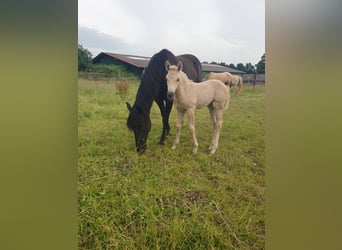 Azteca, Merrie, veulen (05/2024), 160 cm, Palomino