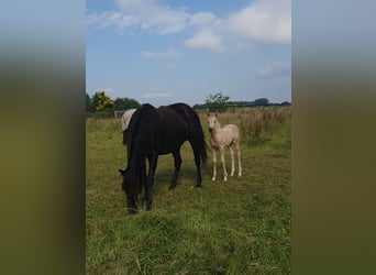 Azteca, Merrie, veulen (05/2024), 160 cm, Palomino