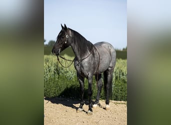 Azteca, Ruin, 9 Jaar, 150 cm, Roan-Blue