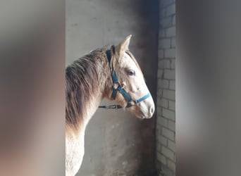 Azteca, Semental, 1 año, 155 cm, Champán