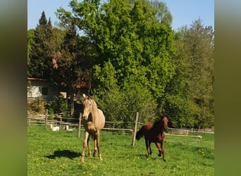 Azteca, Semental, 1 año, 158 cm, Castaño