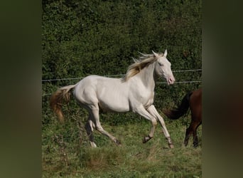 Azteca, Semental, 1 año, 165 cm, Perlino