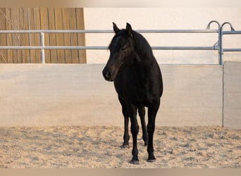 Azteca, Semental, 1 año, Negro
