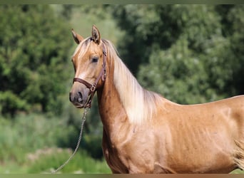 Azteca, Semental, 2 años, 146 cm, Dunalino (Cervuno x Palomino)