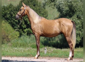 Azteca, Semental, 2 años, 146 cm, Dunalino (Cervuno x Palomino)