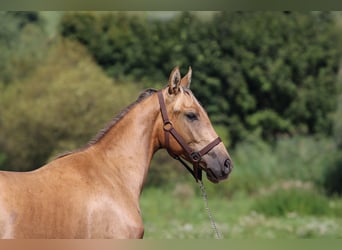 Azteca, Semental, 2 años, 146 cm, Dunalino (Cervuno x Palomino)