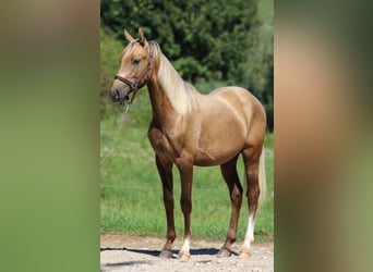 Azteca, Semental, 2 años, 146 cm, Dunalino (Cervuno x Palomino)