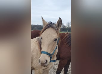 Azteca, Semental, 2 años, 155 cm, Champán