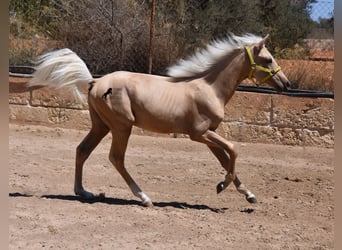 Azteca, Semental, 2 años, 158 cm, Palomino