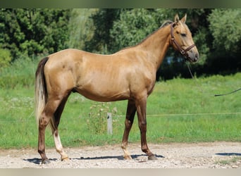 Azteca, Semental, 3 años, 146 cm, Dunalino (Cervuno x Palomino)