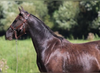 Azteca, Semental, 4 años, 154 cm, Negro