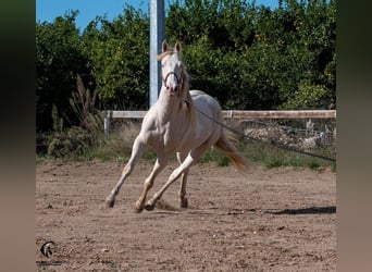 Azteca, Semental, 4 años, 157 cm, Perlino
