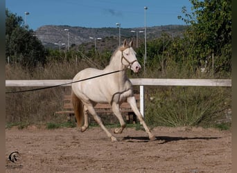 Azteca, Semental, 4 años, 157 cm, Perlino