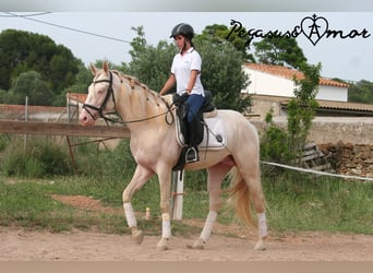 Azteca, Semental, 4 años, 157 cm, Perlino