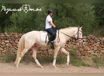 Azteca, Semental, 4 años, 157 cm, Perlino