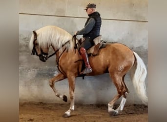 Azteca, Semental, 6 años, 174 cm, Palomino