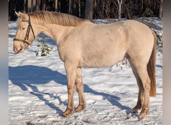 Azteca, Semental, 3 años, 144 cm, Champán