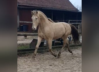Azteca, Semental, 4 años, 162 cm, Champán