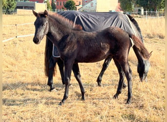 Azteca, Semental, Potro (06/2026), 150 cm, Negro