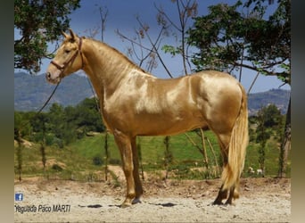 Azteca, Semental, , 155 cm, Castaño