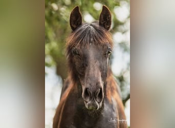 Azteca, Hengst, 1 Jahr, 12,3 hh, Grullo