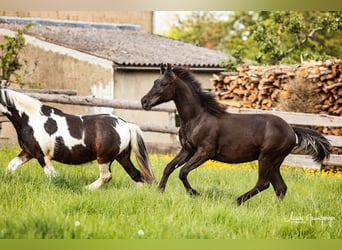 Azteca, Hengst, 1 Jahr, 12,3 hh, Grullo