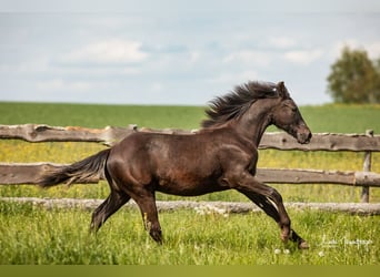 Azteca, Hengst, 1 Jahr, 12,3 hh, Grullo