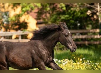 Azteca, Stallion, 1 year, 12.3 hh, Grullo