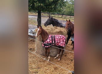 Azteca Mix, Stallion, 1 year, 14,2 hh, Chestnut-Red