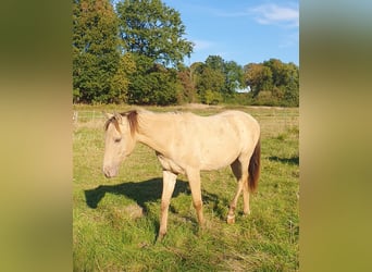 Azteca, Stallion, 1 year, 15.1 hh, Champagne