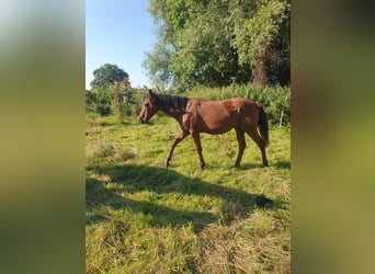 Azteca, Stallion, 1 year, 15.2 hh, Brown