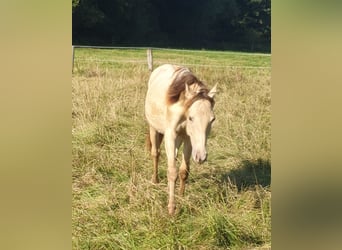 Azteca, Stallion, 1 year, 15,1 hh, Champagne