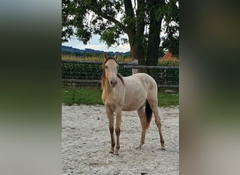 Azteca, Stallion, 1 year, 15,1 hh, Champagne