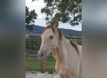 Azteca, Stallion, 1 year, 15,1 hh, Champagne