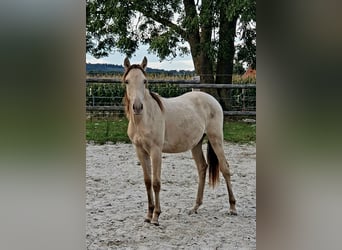Azteca, Stallion, 1 year, 15,1 hh, Champagne
