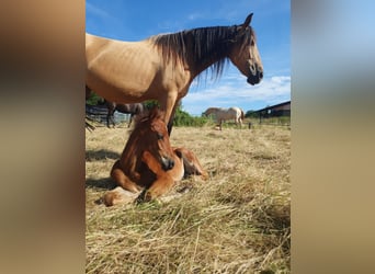 Azteca, Stallion, 1 year, 15,2 hh, Brown