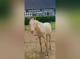 Azteca, Stallion, 1 year, 16 hh, Perlino