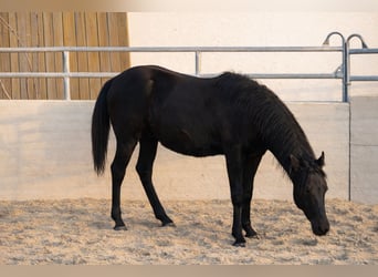Azteca, Stallion, 1 year, Black