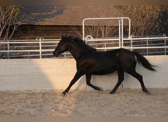Azteca, Stallion, 1 year, Black