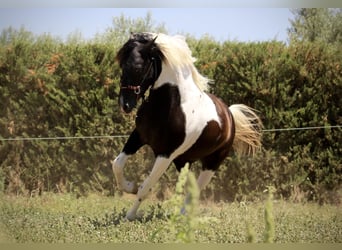 Azteca, Stallion, 2 years, 14.1 hh, Tobiano-all-colors