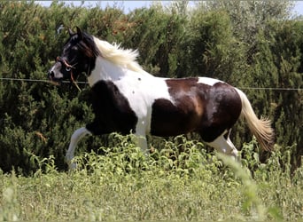Azteca, Stallion, 2 years, 14.1 hh, Tobiano-all-colors